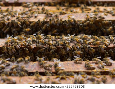 honey bees swarming on a honeycomb at bee farm