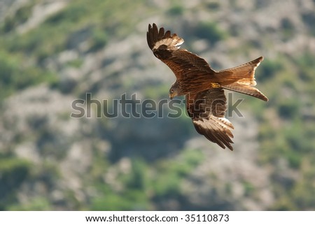 a red kite in flight