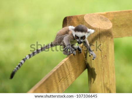 A baby Ring-Tailed Lemur learning to climb