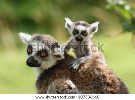 A mother Ring-Tailed Lemur with her babies
