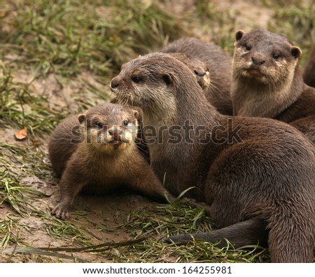 Close up of a baby European Otter and family