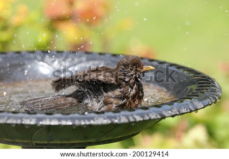 Close up of a female Blackbird cooling off in a bird bath