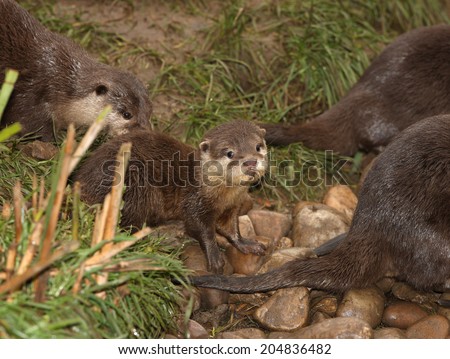 Cute baby Oriental Short-Clawed Otter with mum