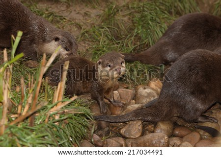 A family of Oriental Short-Clawed Otters