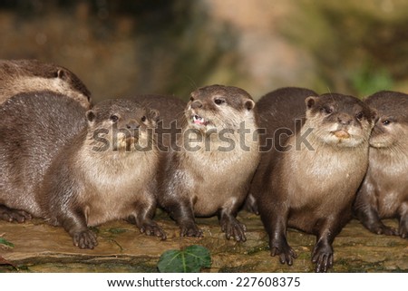 A family of Oriental Short Clawed Otters