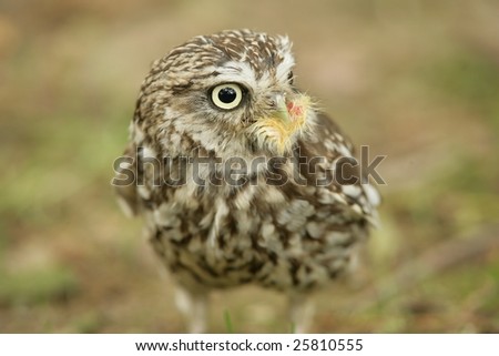 Owl Feeding