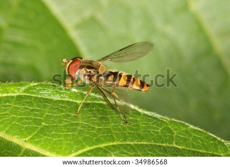 Close up of a Hover fly