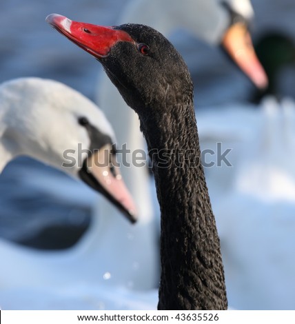 A Black Swan amongst Mute Swans