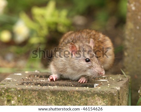 Portrait of a wild Brown Rat