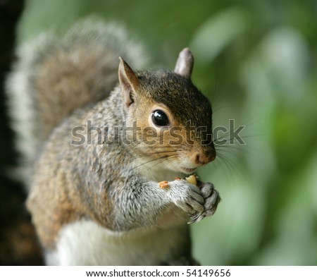 Portrait of a Grey Squirrel