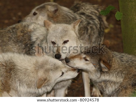 A pack of Wolves around the Alpha male