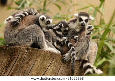A family of Ring Tailed Lemurs