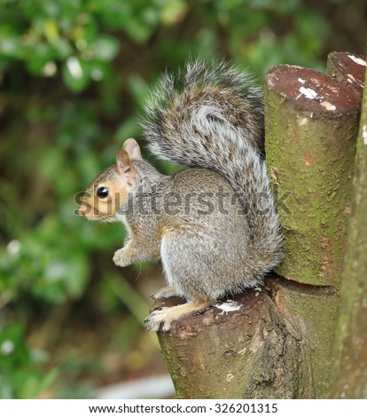 Close up of a young grey squirrel on a tree trunk eating nuts
