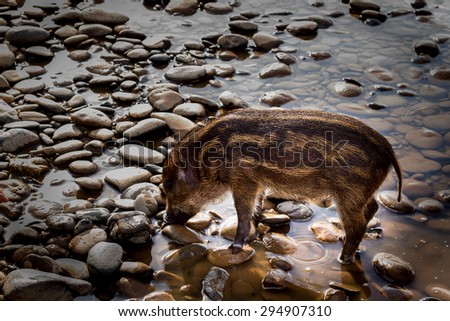 Wild boar in river. Boar in dirt
