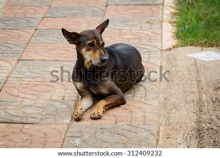 Abandoned dog is sleeping on the ground. select focus