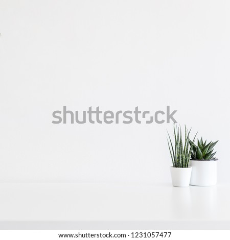 Home decor two succulent plants on white desk or a shelf with white wall for copy space.