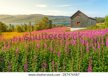 Single wooden scandinavian house in a summer flower field, Norway