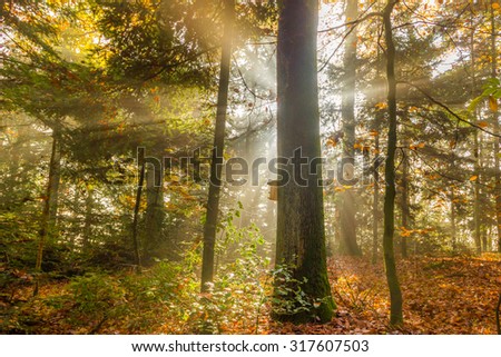 Sun beams coming through the autumn Black Forest, Germany