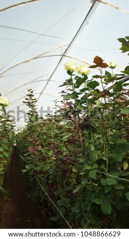 View of a plantation of white roses with long stems inside a greenhouse covered with translucent plastic
