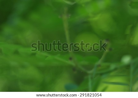 Natural green background, out of focus