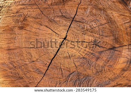 Tree section cut down and life circle shown