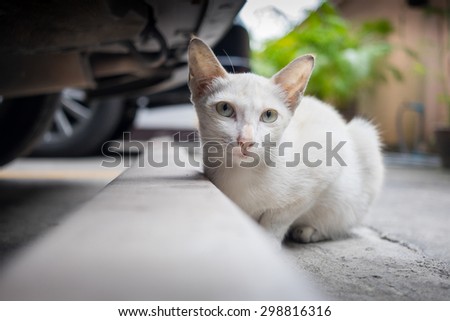 White stray cat sitting behind a car in the car park