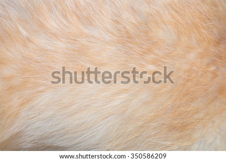 Dog\'s fur texture as background - golden retriever