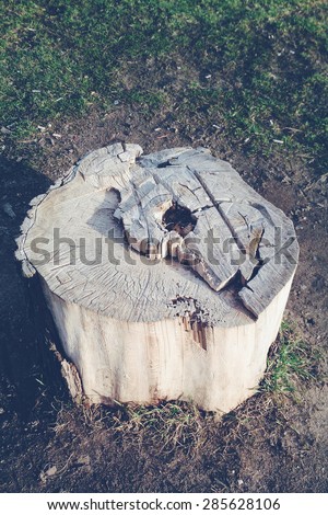 Letters carved on a stump, top view