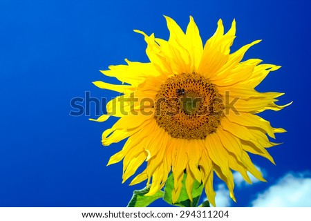 Single sunflower. Clear blue sky in background