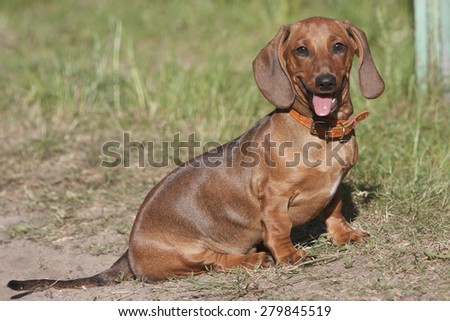 the joyful dog sits on a grass