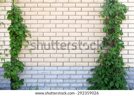 Green creeper plant on brick wall