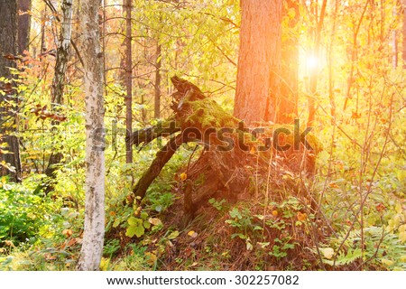 Sun beams early in the morning in the forest.