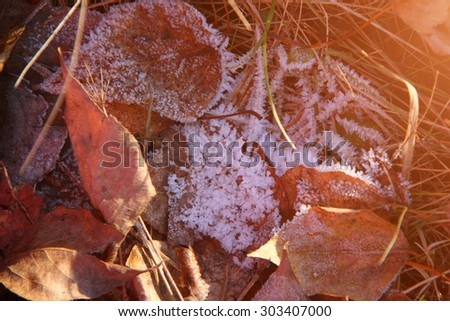 Frost on the ground covered with dry grass and leaves