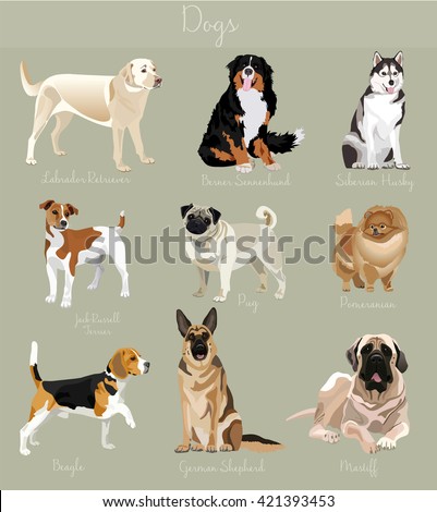 Different type of dogs set. Big and small dog animals.