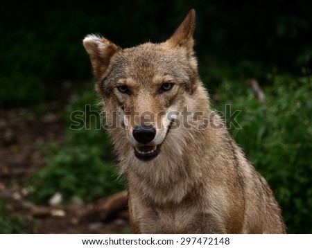 The Eurasian wolf female (Canis lupus lupus), also known as the common wolf or Middle Russian forest wolf