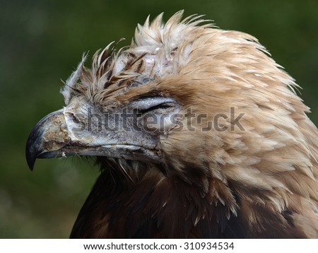 The eastern imperial eagle\'s (Aquila heliaca) dishevelled head with eyes closed