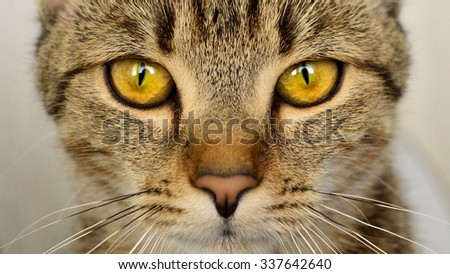 Looking tabby cat with big eyes