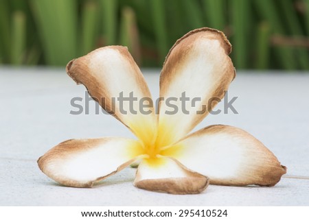 rotten leelawadee  flower