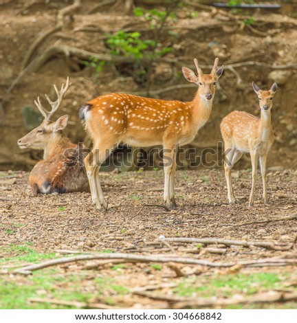 Group of deer stand , Saraburi , Thailand