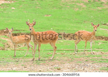 Group of deer stand , Saraburi , Thailand