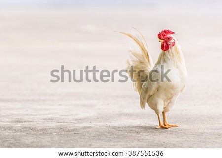 Real White Farming Poultry Chicken on the Ground / Hen for Food with Sale or Wholesale / Genetically Modified Organism GMOs/Natural Organic Feeding
