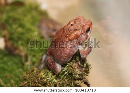 A young American Toad, caged for closer observation, peers at it\'s reflection with an expression that seems long for freedom  It was released that night, after the grandchildren went home.