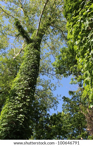 Virginia Creeper Vines totally covers the trunk of this lofty old Sycamore Tree along  a wooded creek bank with a lush blanket of fresh new green leaves.