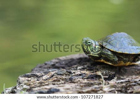 Baby Red Eared Slider Turtle - this little guy appears a bit shy but seems ready to come out of his shell and check it all out.