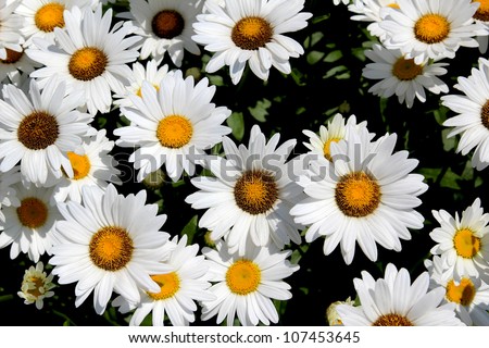Daisies bloom from spring till fall, making them a favorite perennial in any garden.  They make beautiful cut flowers too.