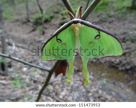 Luna Moth newly emerged from it\'s cocoon clings to a branch until it\'s ready to begin it\'s night flight.