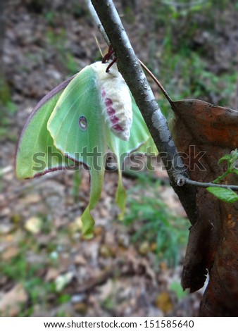 Luna Moth freshly released from it's cocoon is nearly dry and ready for it's first maiden flight as soon as the sun sets.