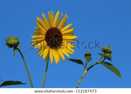 A beautiful specimen of a near perfect sunflower framed against a brilliant blue sky of a lovely late summer day that really draws the eye.