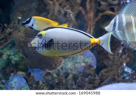Naso Tang fish swimming with other salt water ocean fish with a background of coral.