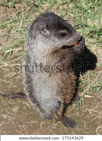 A prairie dog pup unafraid of people chomps on a carrot he begged from some local campers by using the cuteness factor.